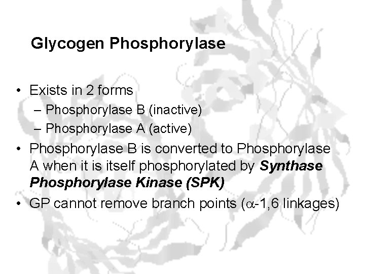 Glycogen Phosphorylase • Exists in 2 forms – Phosphorylase B (inactive) – Phosphorylase A