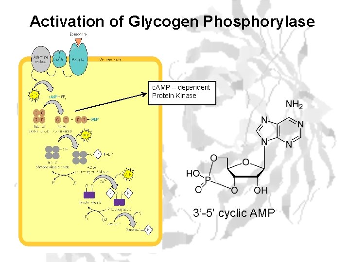 Activation of Glycogen Phosphorylase c. AMP – dependent Protein Kinase 3’-5’ cyclic AMP 