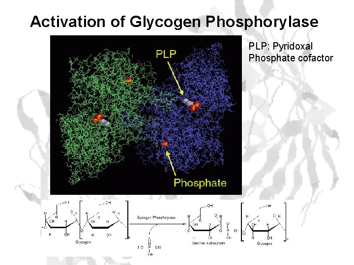 Activation of Glycogen Phosphorylase PLP: Pyridoxal Phosphate cofactor c. AMP – dependent Protein Kinase
