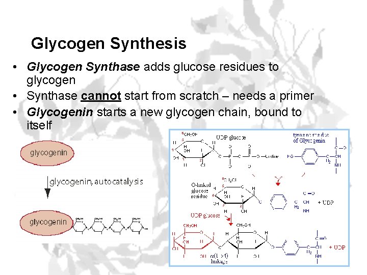 Glycogen Synthesis • Glycogen Synthase adds glucose residues to glycogen • Synthase cannot start