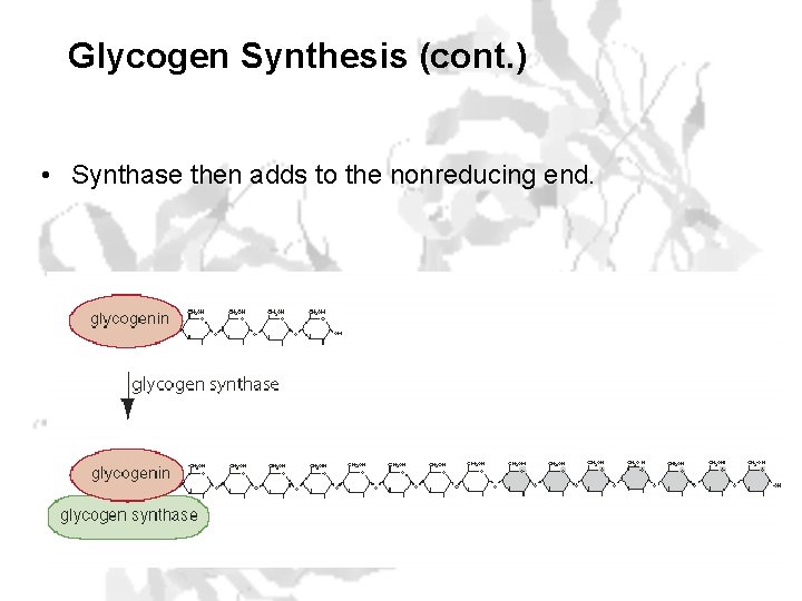 Glycogen Synthesis (cont. ) • Synthase then adds to the nonreducing end. 