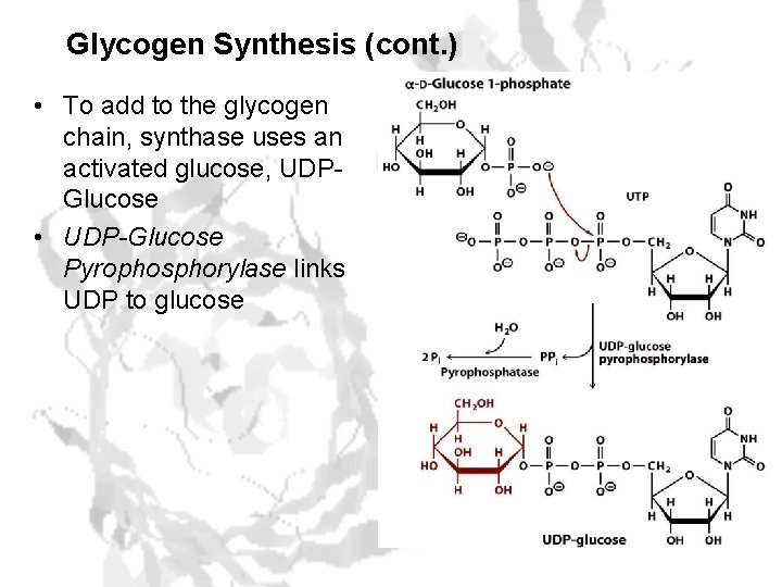 Glycogen Synthesis (cont. ) • To add to the glycogen chain, synthase uses an