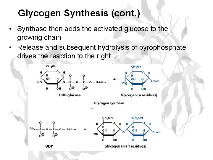 Glycogen Synthesis (cont. ) • Synthase then adds the activated glucose to the growing