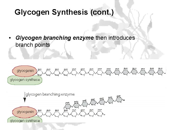 Glycogen Synthesis (cont. ) • Glycogen branching enzyme then introduces branch points 