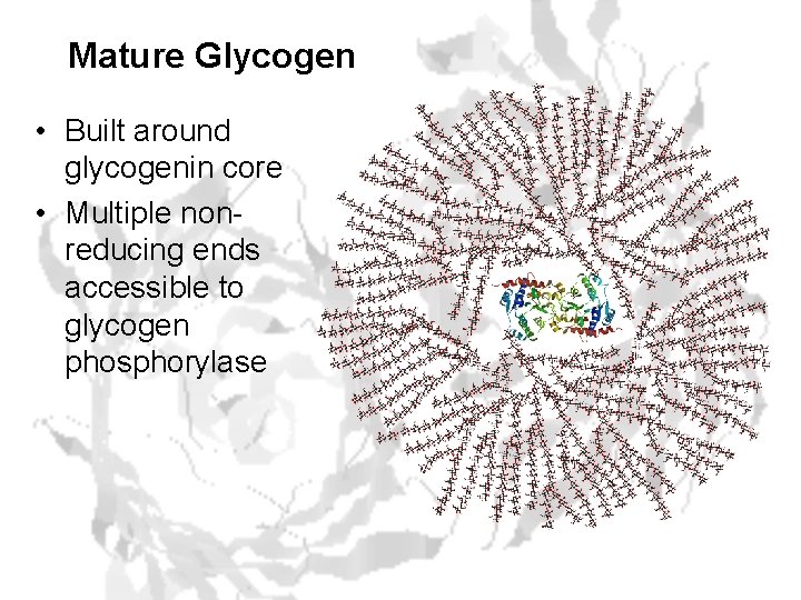 Mature Glycogen • Built around glycogenin core • Multiple nonreducing ends accessible to glycogen