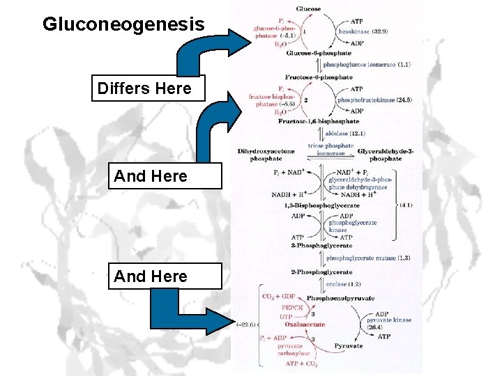 Gluconeogenesis Differs Here And Here 