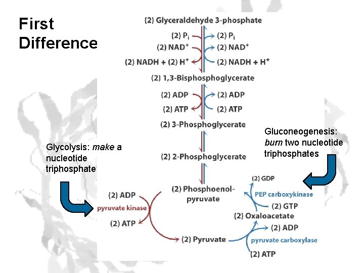 First Difference Glycolysis: make a nucleotide triphosphate Gluconeogenesis: burn two nucleotide triphosphates 