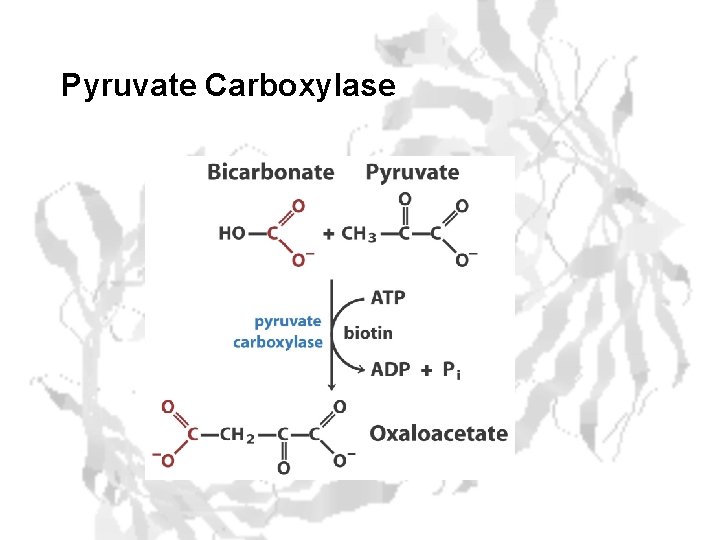 Pyruvate Carboxylase 