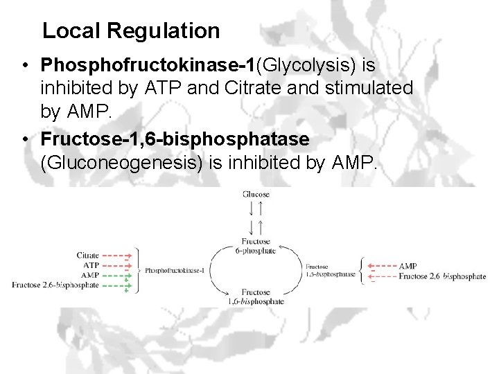Local Regulation • Phosphofructokinase-1(Glycolysis) is inhibited by ATP and Citrate and stimulated by AMP.
