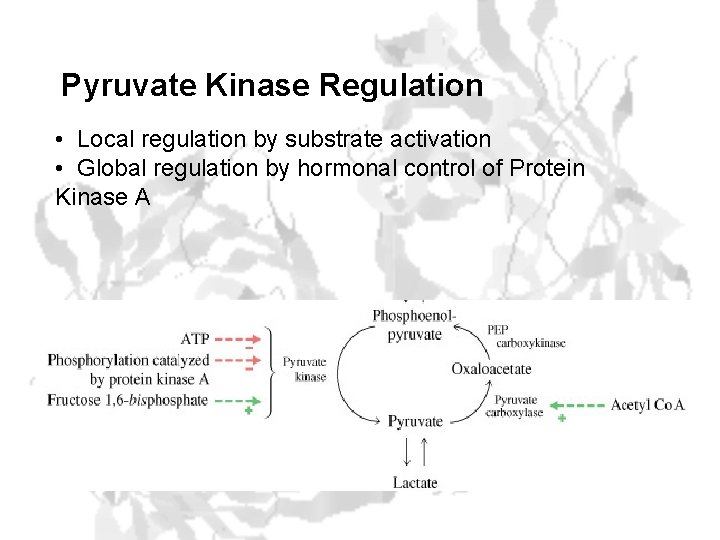 Pyruvate Kinase Regulation • Local regulation by substrate activation • Global regulation by hormonal