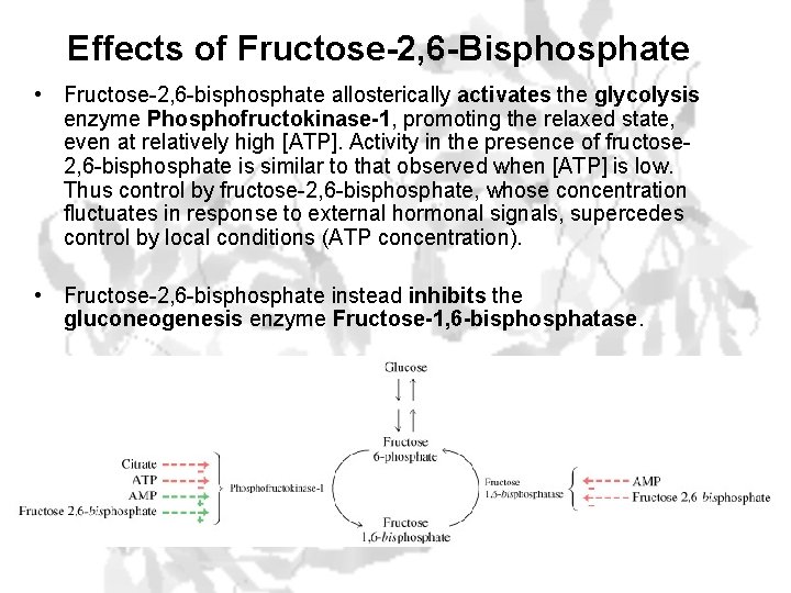 Effects of Fructose-2, 6 -Bisphosphate • Fructose-2, 6 -bisphosphate allosterically activates the glycolysis enzyme