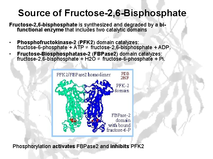 Source of Fructose-2, 6 -Bisphosphate Fructose-2, 6 -bisphosphate is synthesized and degraded by a
