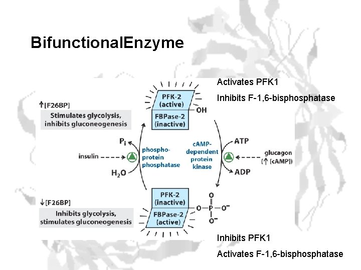 Bifunctional. Enzyme Activates PFK 1 Inhibits F-1, 6 -bisphosphatase Inhibits PFK 1 Activates F-1,