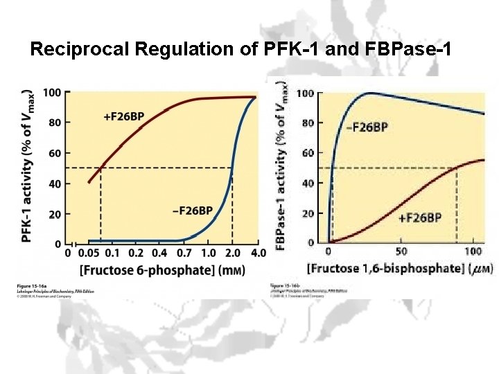 Reciprocal Regulation of PFK-1 and FBPase-1 