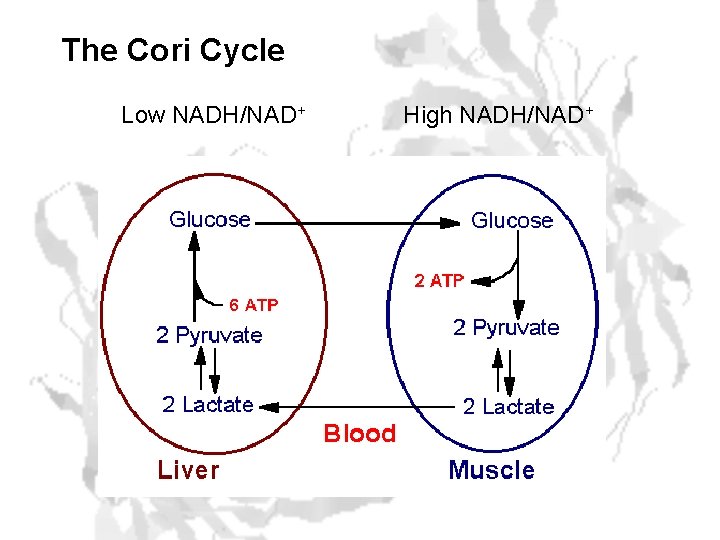 The Cori Cycle Low NADH/NAD+ High NADH/NAD+ 
