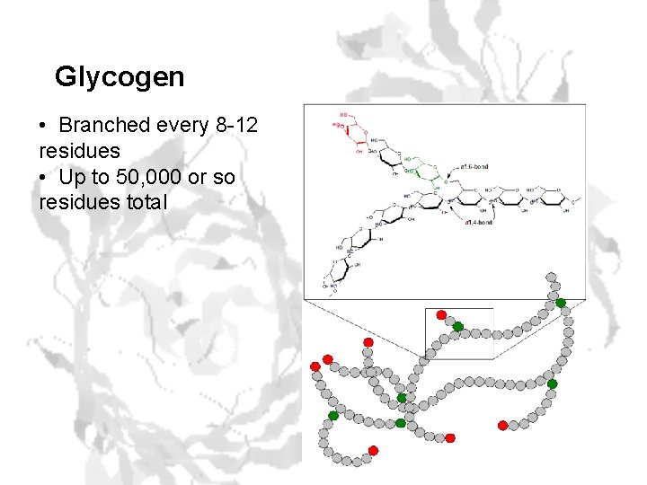 Glycogen • Branched every 8 -12 residues • Up to 50, 000 or so