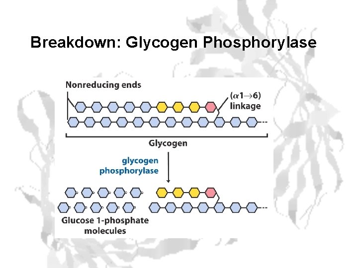 Breakdown: Glycogen Phosphorylase 