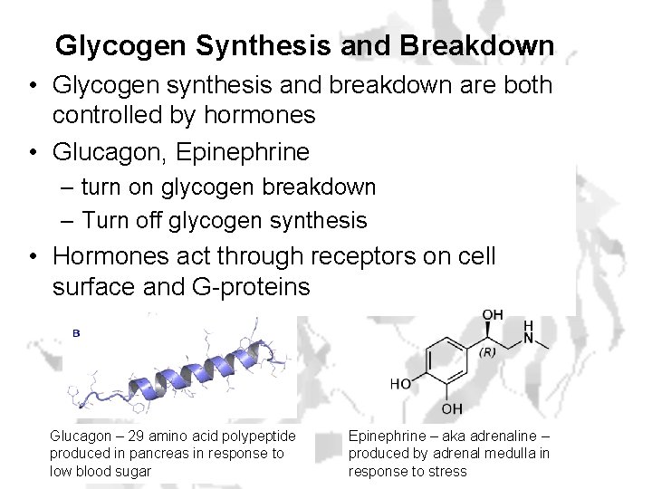 Glycogen Synthesis and Breakdown • Glycogen synthesis and breakdown are both controlled by hormones