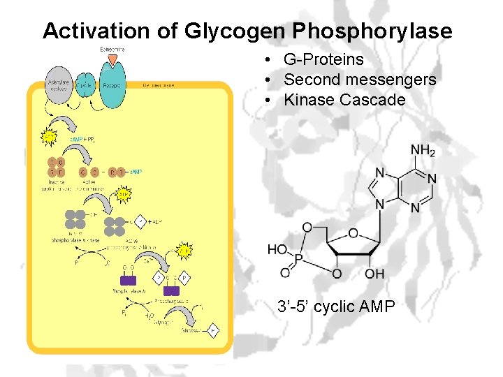 Activation of Glycogen Phosphorylase • G-Proteins • Second messengers • Kinase Cascade 3’-5’ cyclic