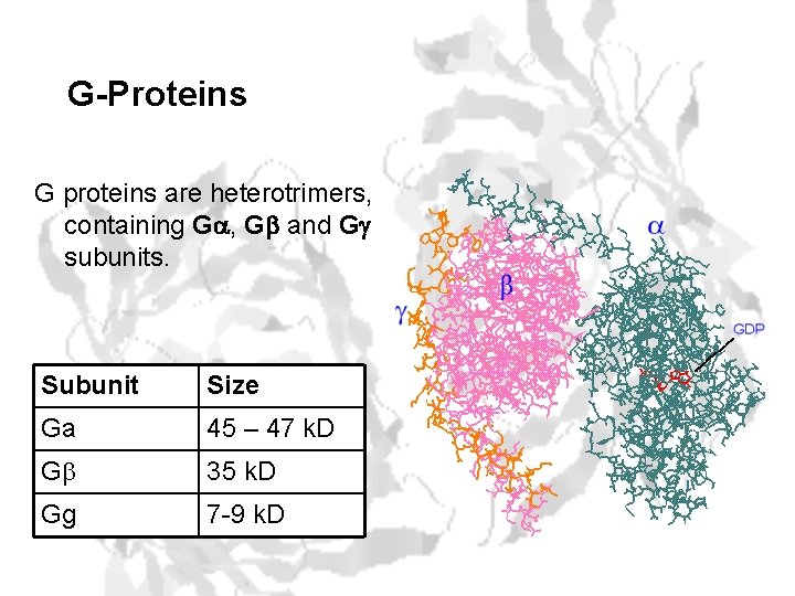 G-Proteins G proteins are heterotrimers, containing Ga, Gb and Gg subunits. Subunit Size Ga