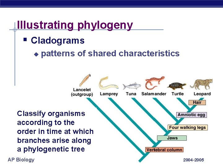 Illustrating phylogeny § Cladograms u patterns of shared characteristics Classify organisms according to the