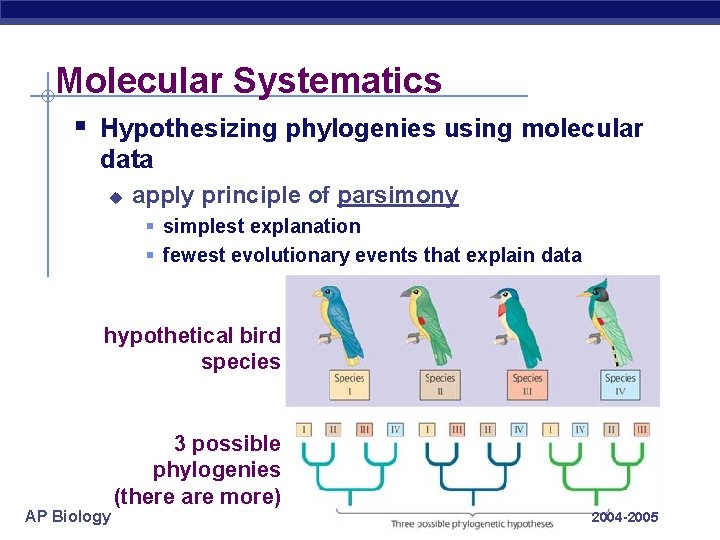 Molecular Systematics § Hypothesizing phylogenies using molecular data u apply principle of parsimony §