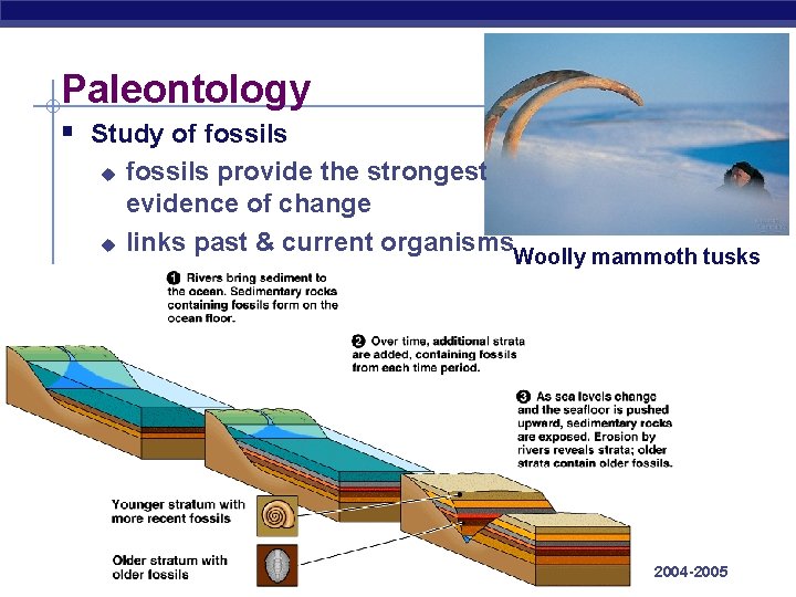 Paleontology § Study of fossils u u AP Biology fossils provide the strongest evidence