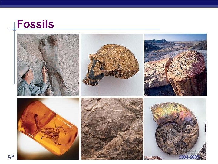 Fossils AP Biology 2004 -2005 