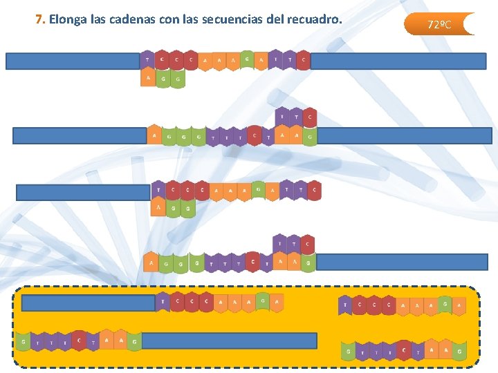 7. Elonga las cadenas con las secuencias del recuadro. 72ºC 