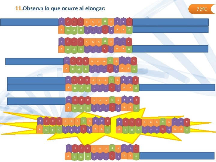 11. Observa lo que ocurre al elongar: 72ºC 