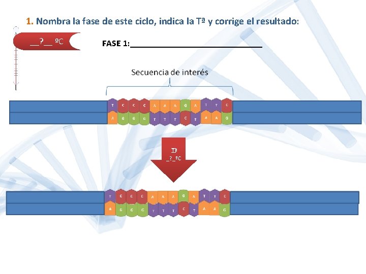 1. Nombra la fase de este ciclo, indica la Tª y corrige el resultado: