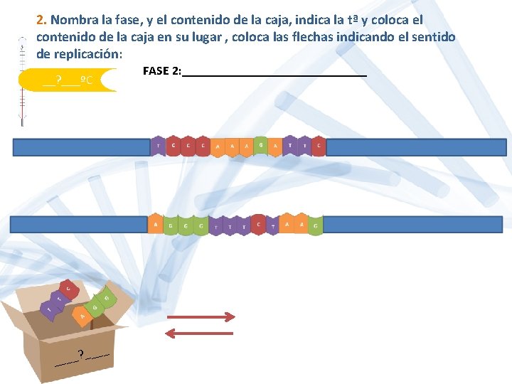 2. Nombra la fase, y el contenido de la caja, indica la tª y