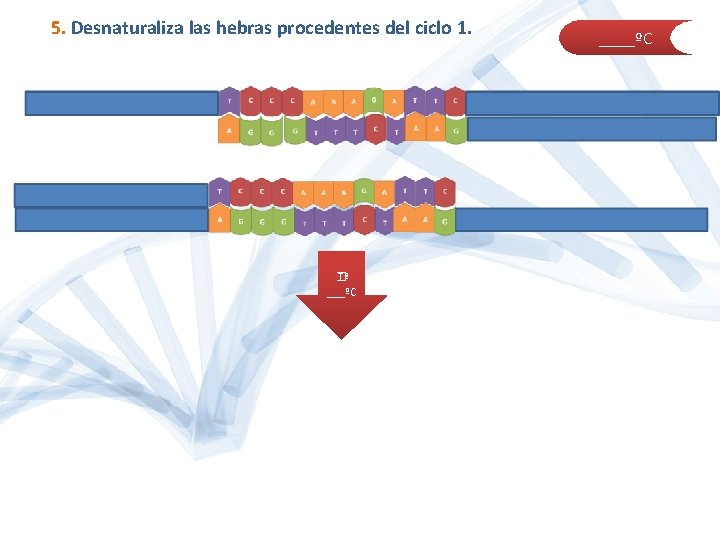 5. Desnaturaliza las hebras procedentes del ciclo 1. � Tª ___ºC ____ºC 