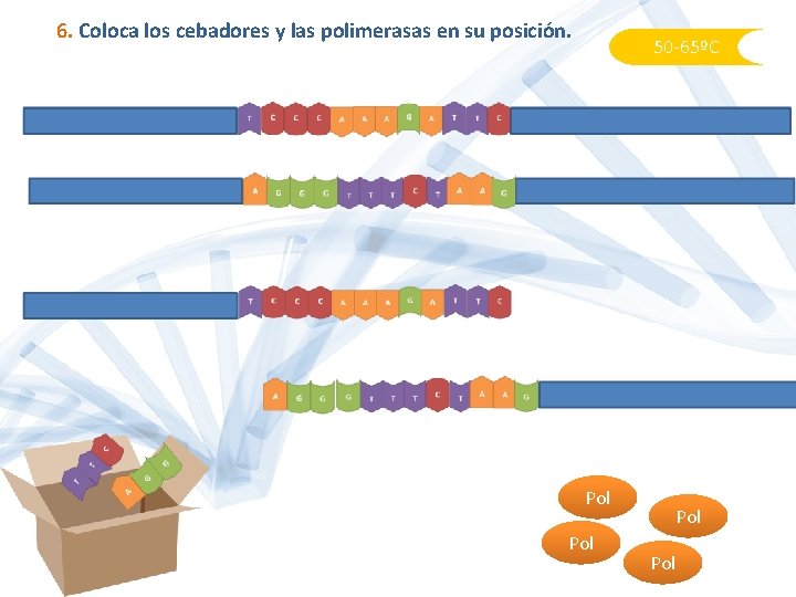 6. Coloca los cebadores y las polimerasas en su posición. 50 -65ºC Pol Pol