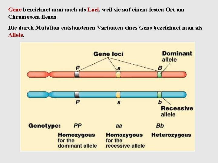Gene bezeichnet man auch als Loci, weil sie auf einem festen Ort am Chromosom