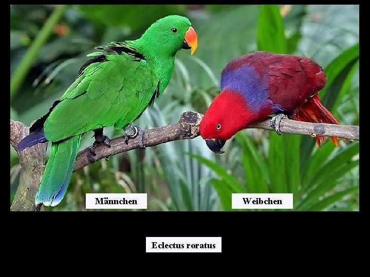 Männchen Weibchen Eclectus roratus 