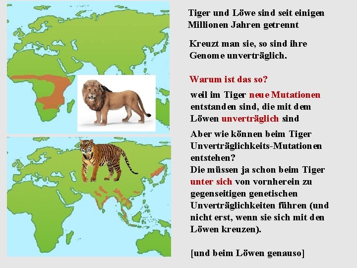 Tiger und Löwe sind seit einigen Millionen Jahren getrennt Kreuzt man sie, so sind