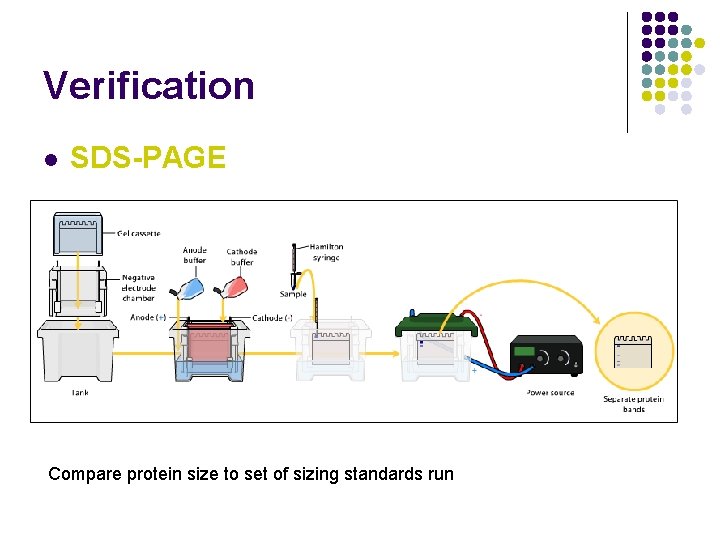 Verification l SDS-PAGE Compare protein size to set of sizing standards run 