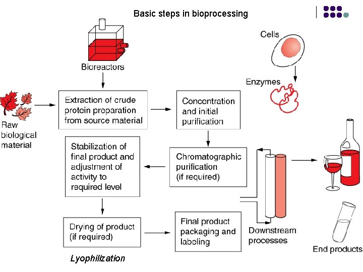 Basic steps in bioprocessing Lyophilization 