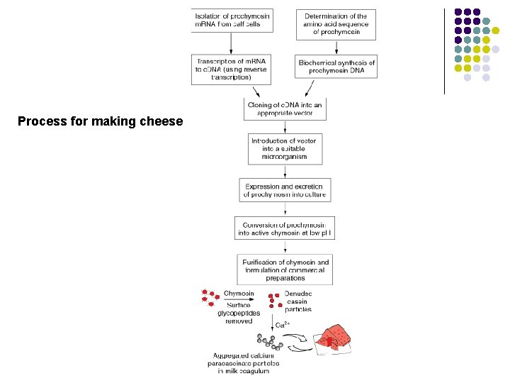 Process for making cheese 