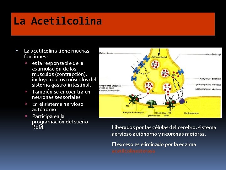 La Acetilcolina La acetilcolina tiene muchas funciones: es la responsable de la estimulación de