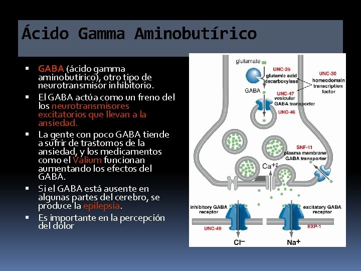 Ácido Gamma Aminobutírico GABA (ácido gamma aminobutírico), otro tipo de neurotransmisor inhibitorio. El GABA