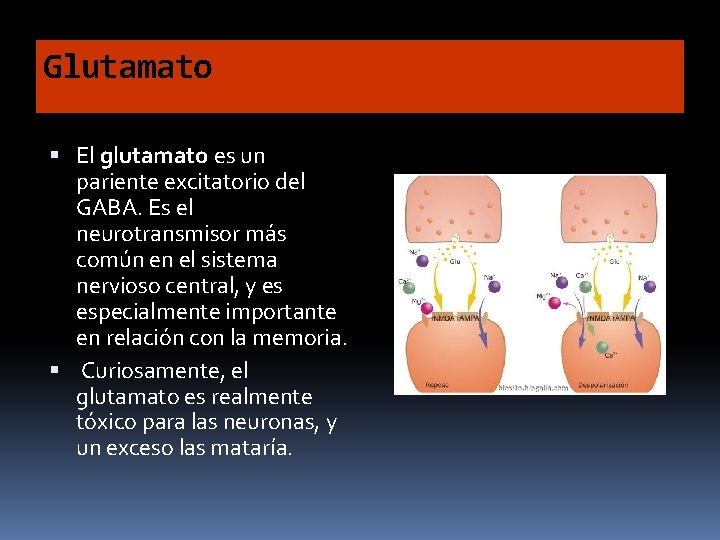 Glutamato El glutamato es un pariente excitatorio del GABA. Es el neurotransmisor más común