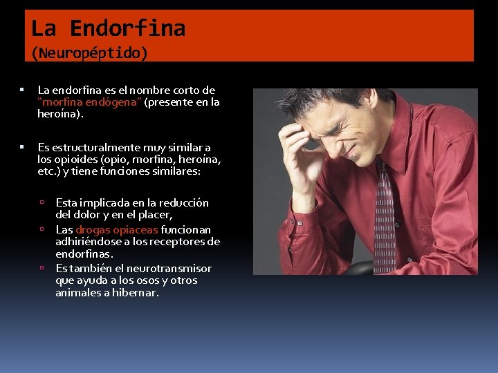 La Endorfina (Neuropéptido) La endorfina es el nombre corto de “morfina endógena” (presente en