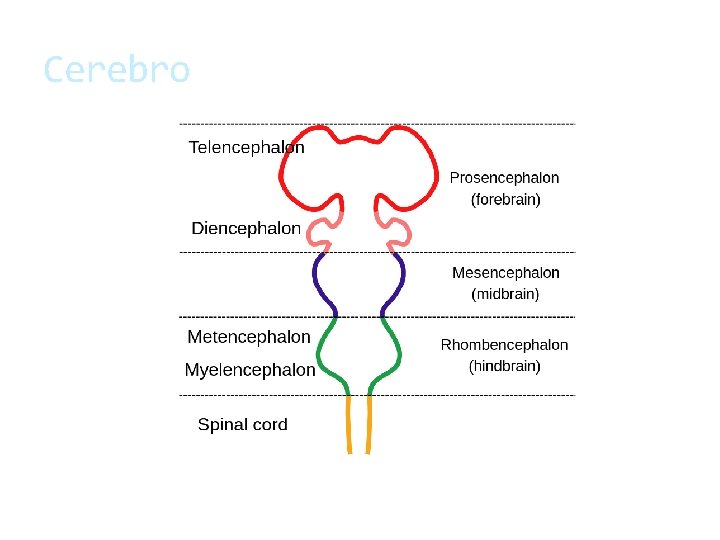 Cerebro 