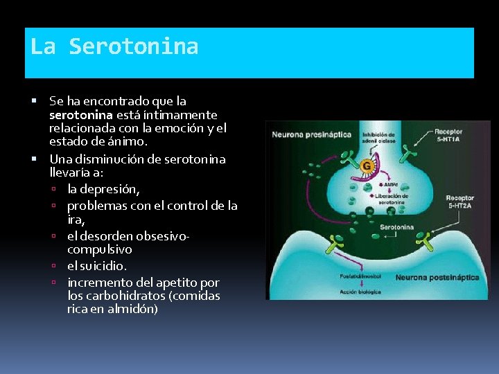 La Serotonina Se ha encontrado que la serotonina está íntimamente relacionada con la emoción