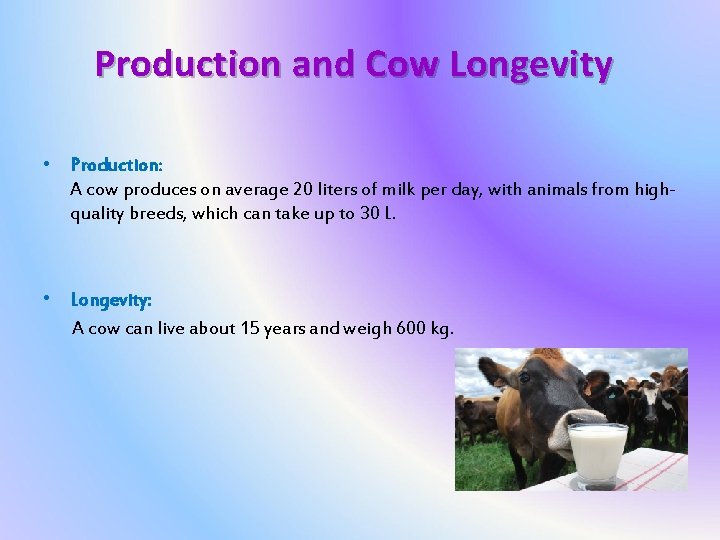 Production and Cow Longevity • Production: A cow produces on average 20 liters of