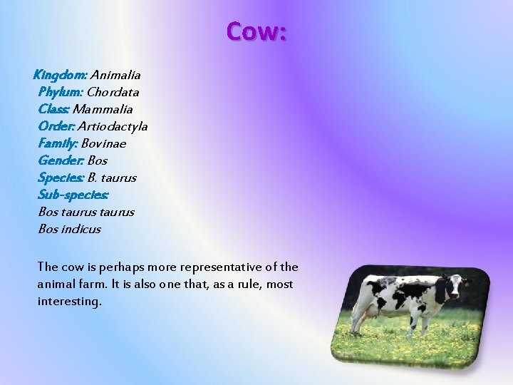 Cow: Kingdom: Animalia Phylum: Chordata Class: Mammalia Order: Artiodactyla Family: Bovinae Gender: Bos Species: