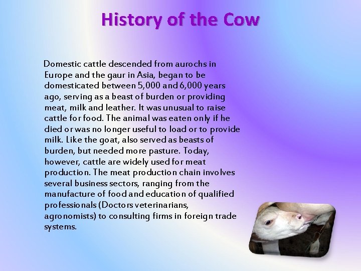 History of the Cow Domestic cattle descended from aurochs in Europe and the gaur