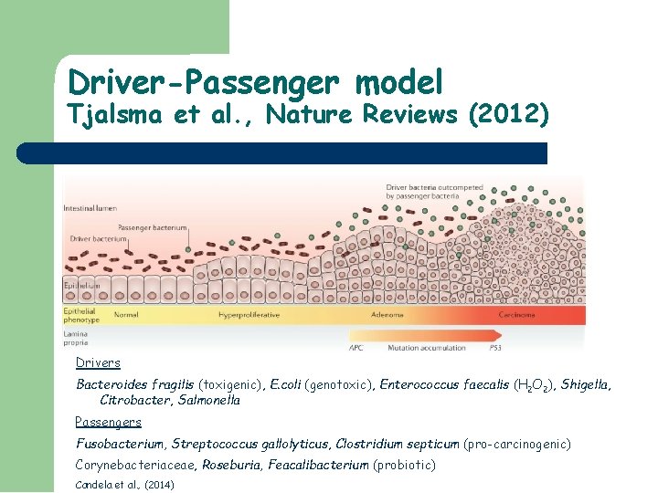 Driver-Passenger model Tjalsma et al. , Nature Reviews (2012) Drivers Bacteroides fragilis (toxigenic), E.
